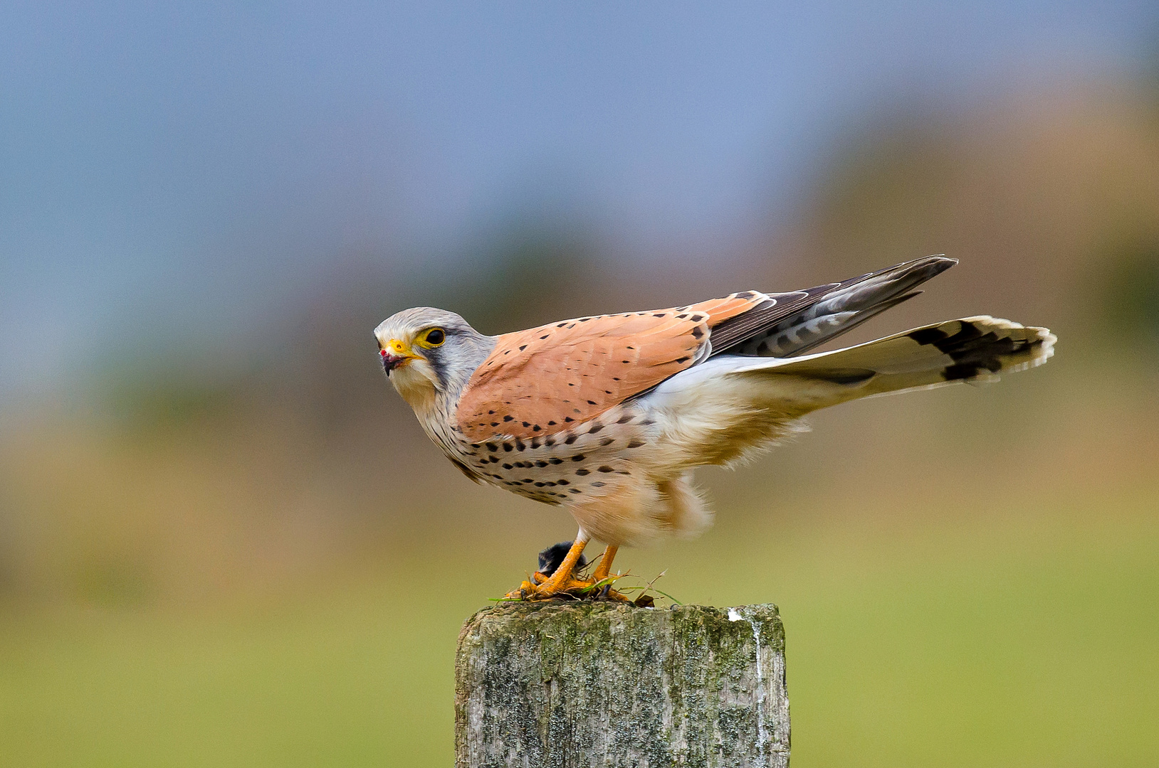 Turmfalke mit Beute