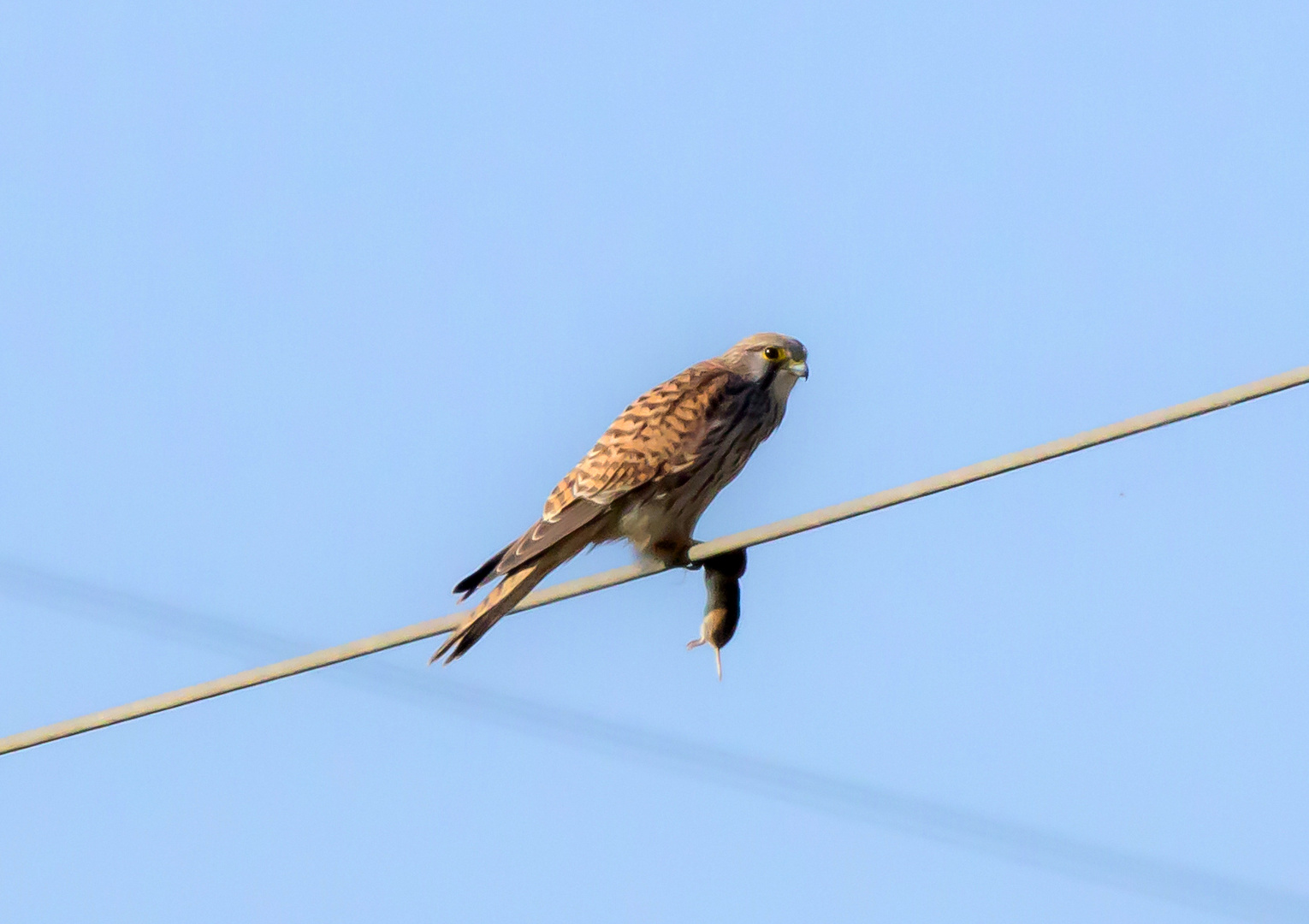 Turmfalke mit Beute