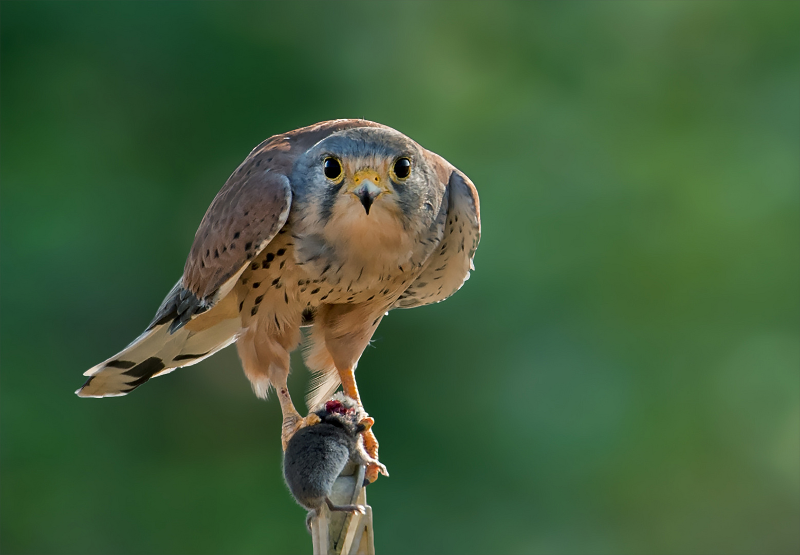 Turmfalke mit Beute