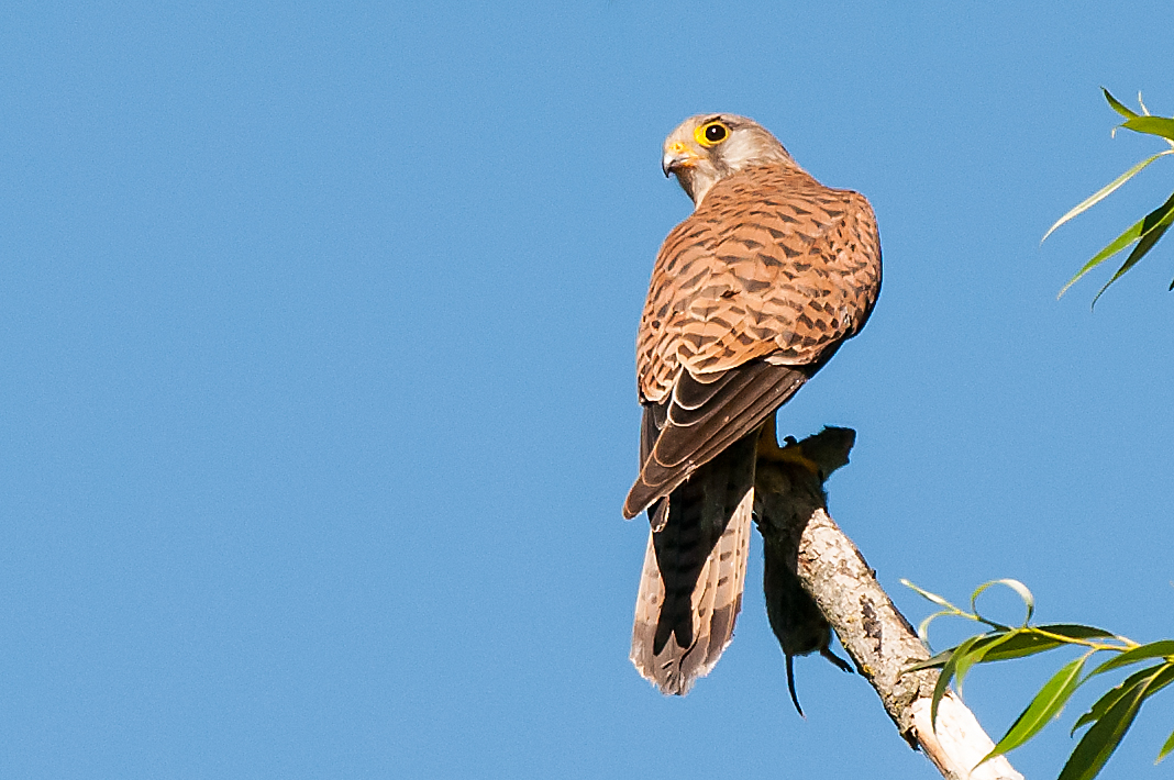 Turmfalke mit Beute