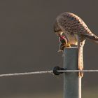 Turmfalke mit Beute