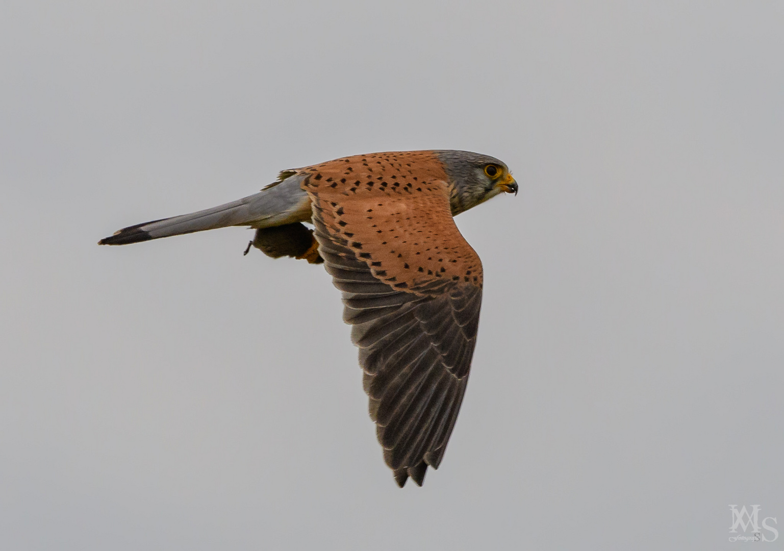 Turmfalke mit Beute 