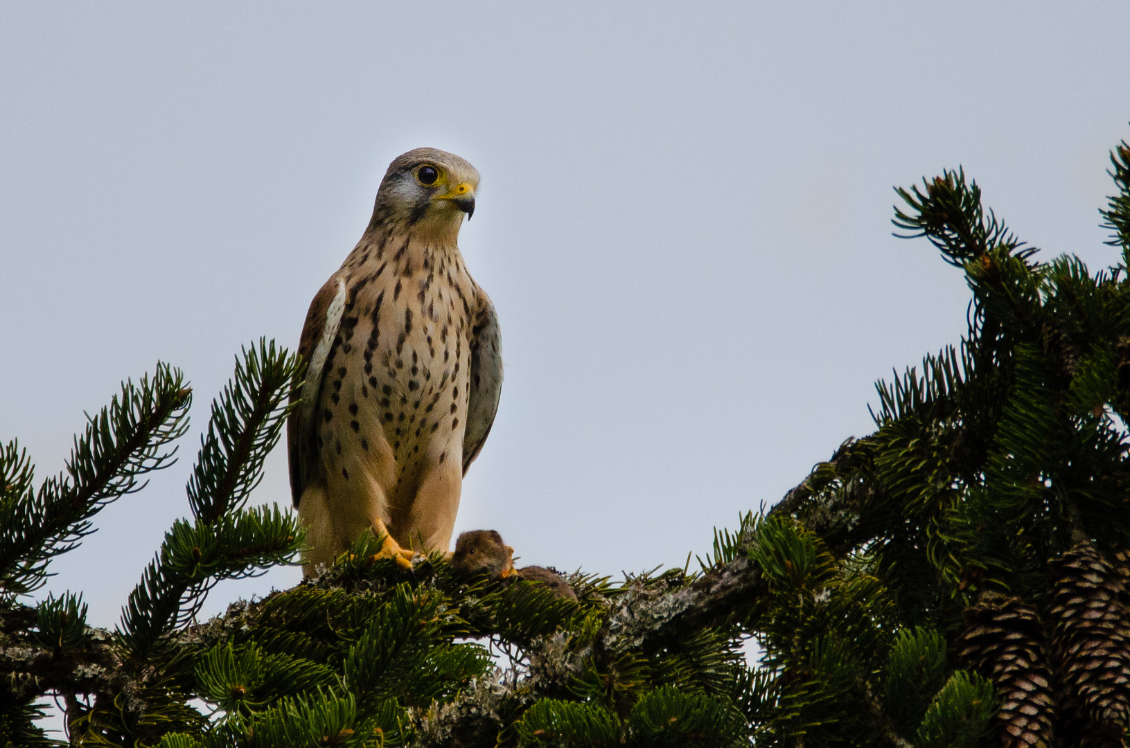 Turmfalke mit Beute