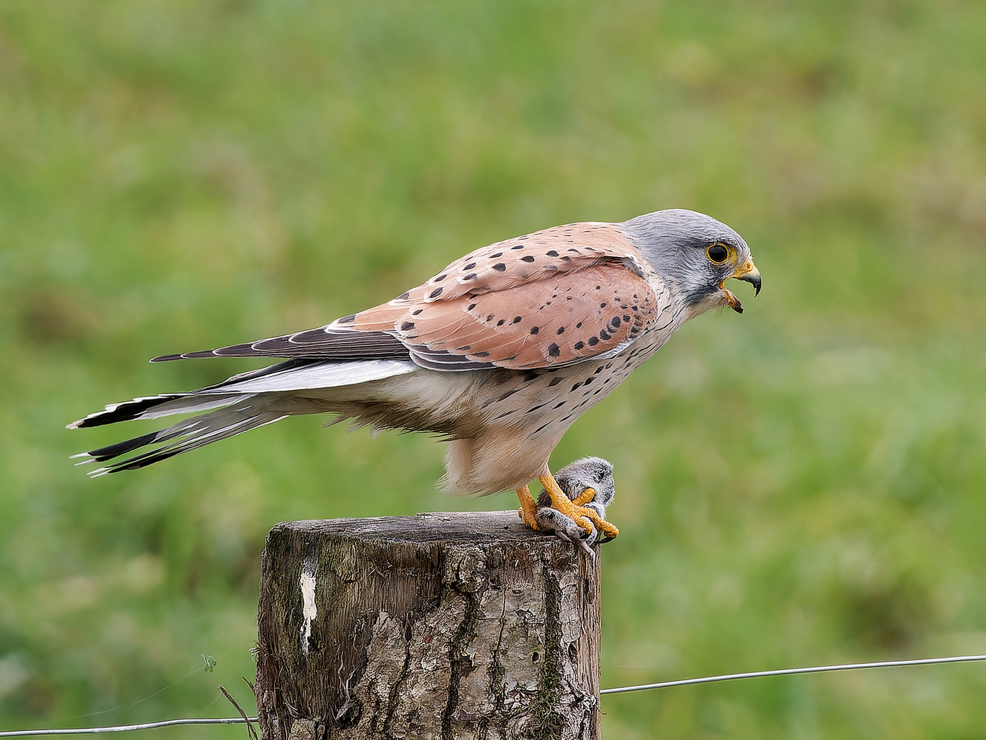 Turmfalke mit Beute