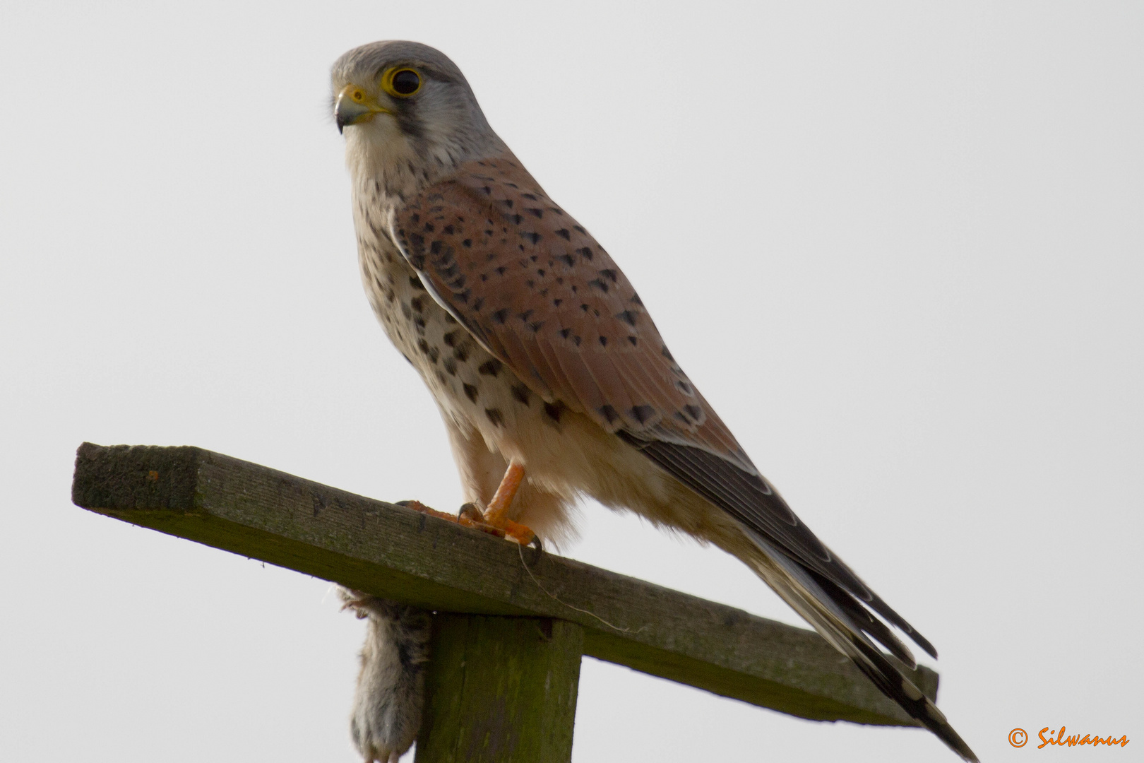 Turmfalke mit Beute