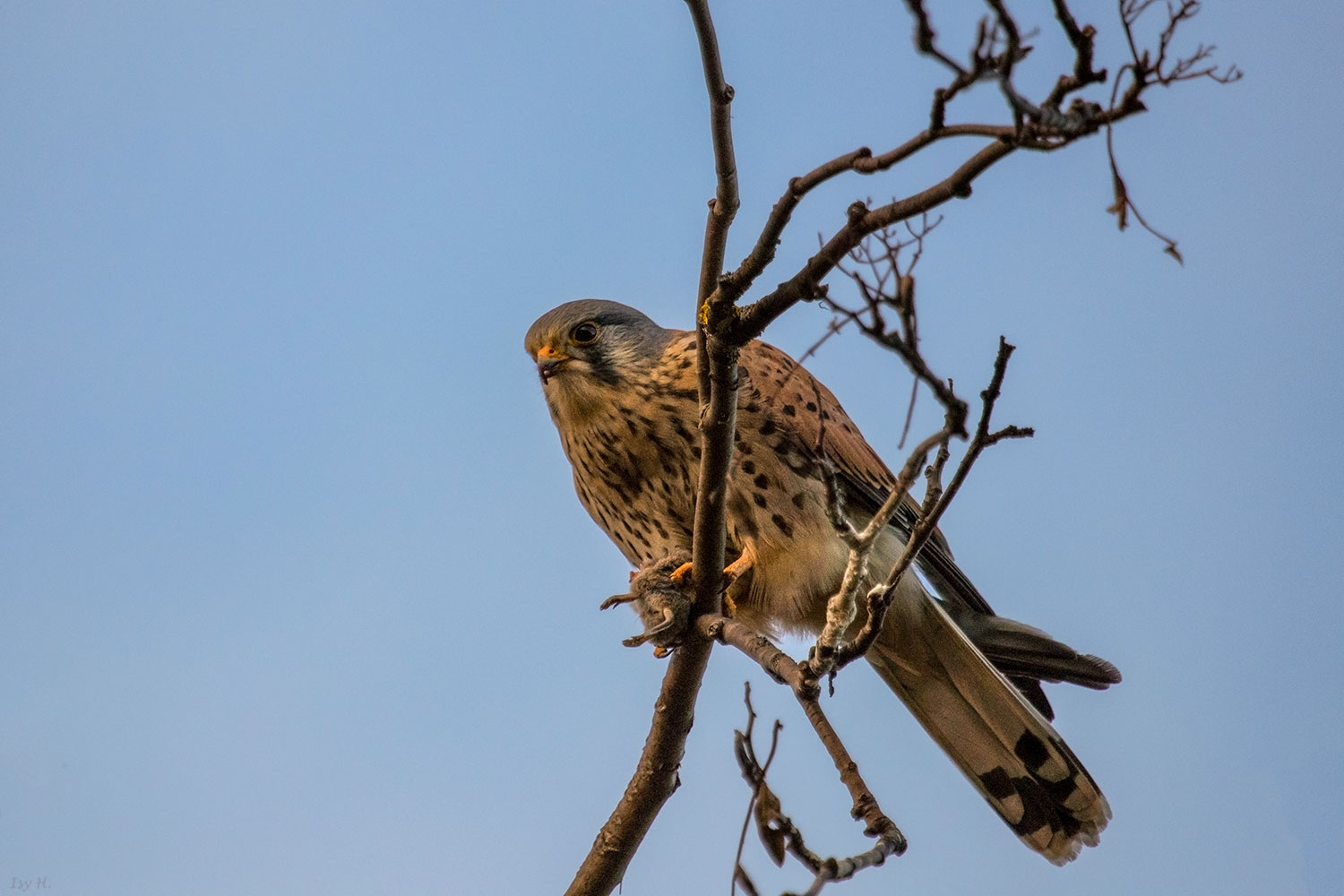 Turmfalke mit Beute