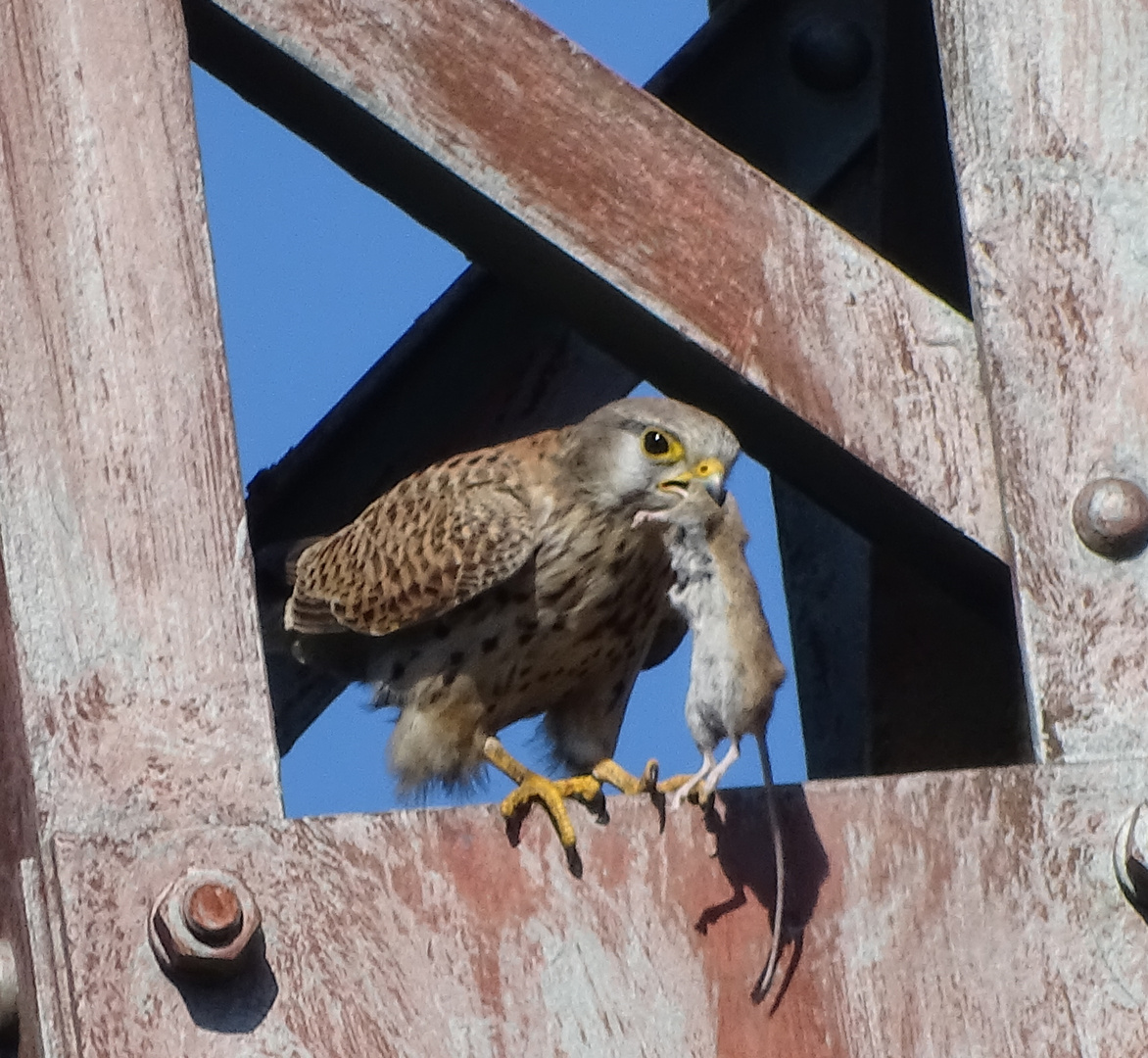 Turmfalke mit Beute