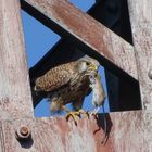 Turmfalke mit Beute