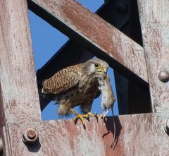 Turmfalke mit Beute