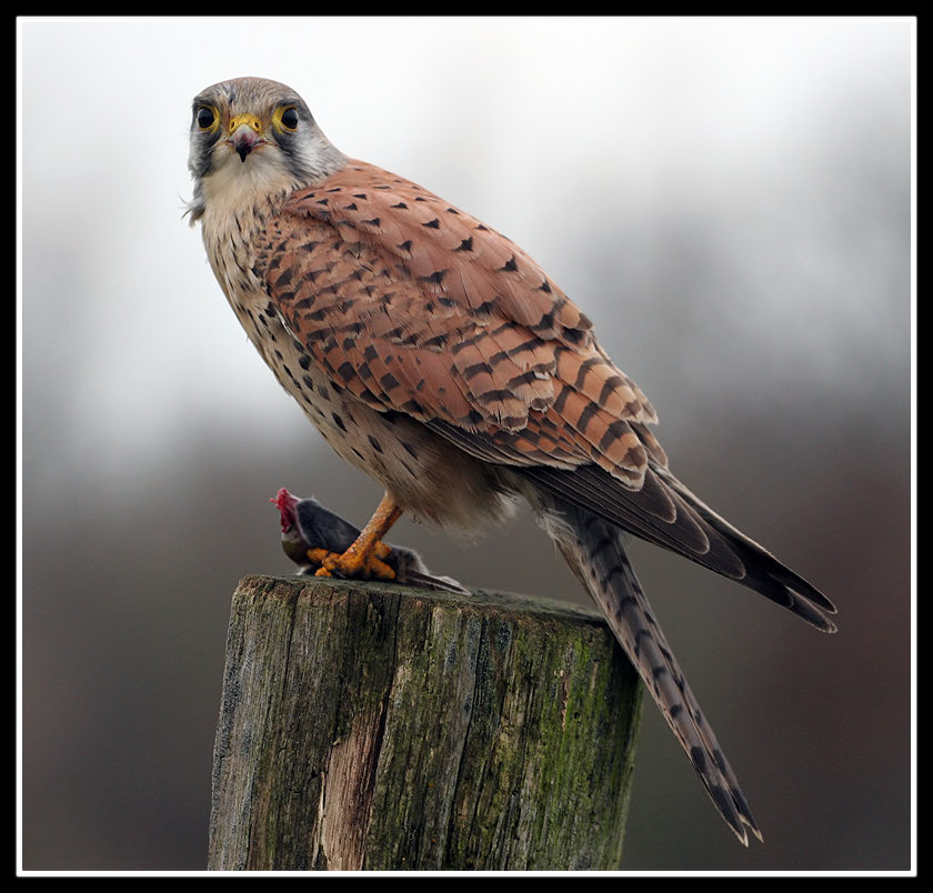 Turmfalke mit Beute