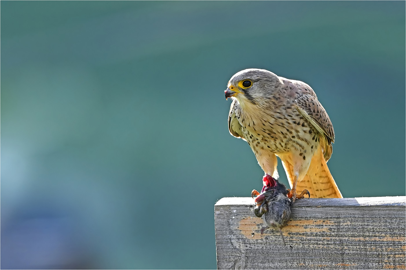 Turmfalke mit Beute