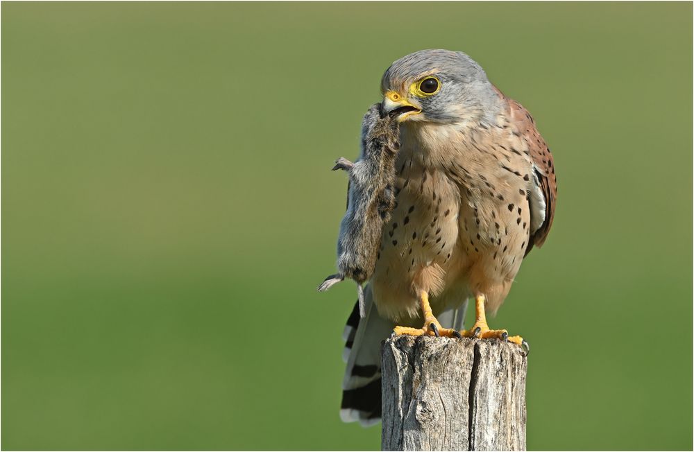 Turmfalke mit Beute