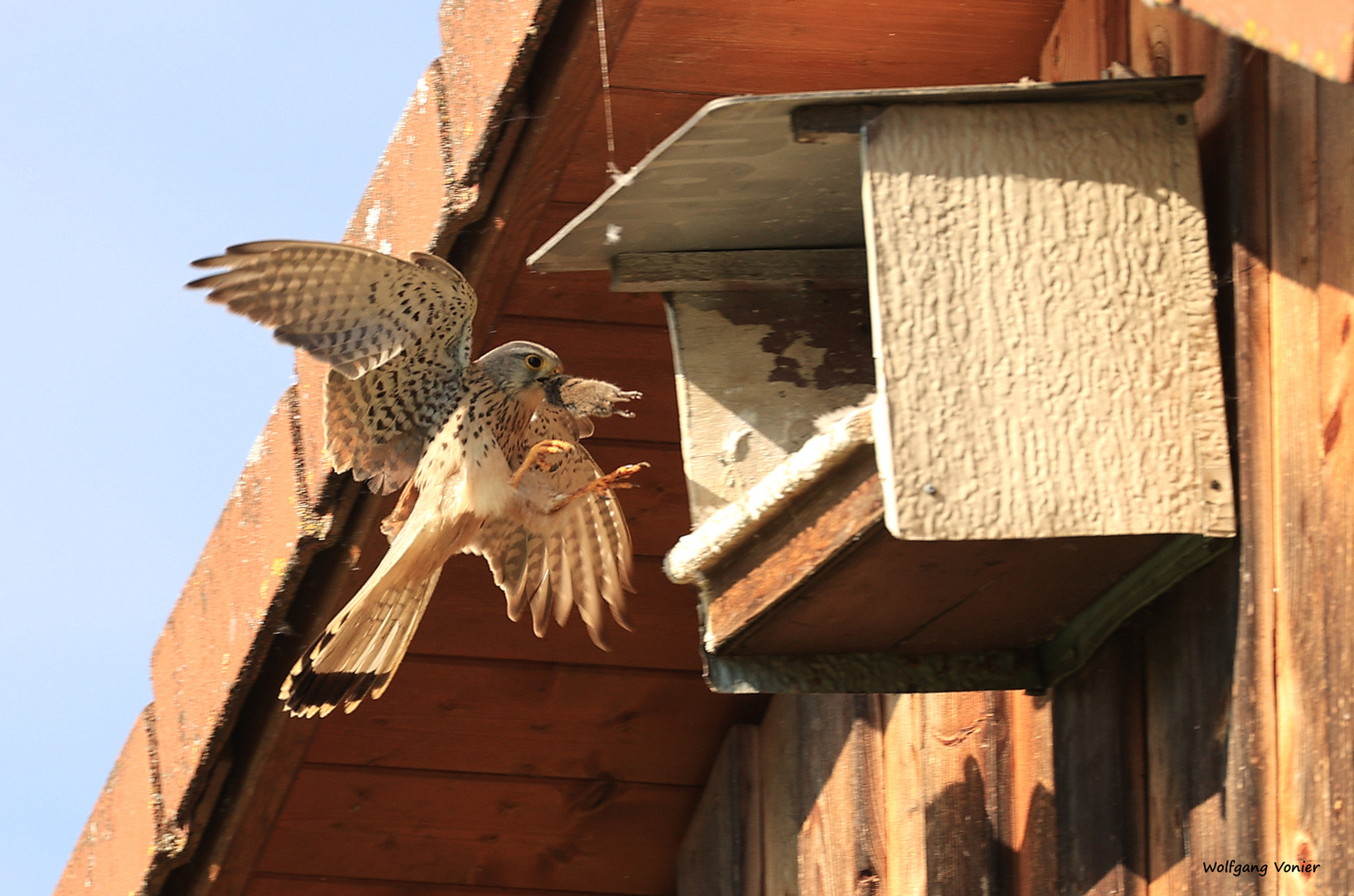 Turmfalke mit Beute 