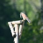 Turmfalke mit Beute auf der Sitzstange