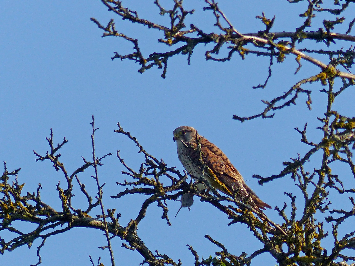 Turmfalke mit Beute