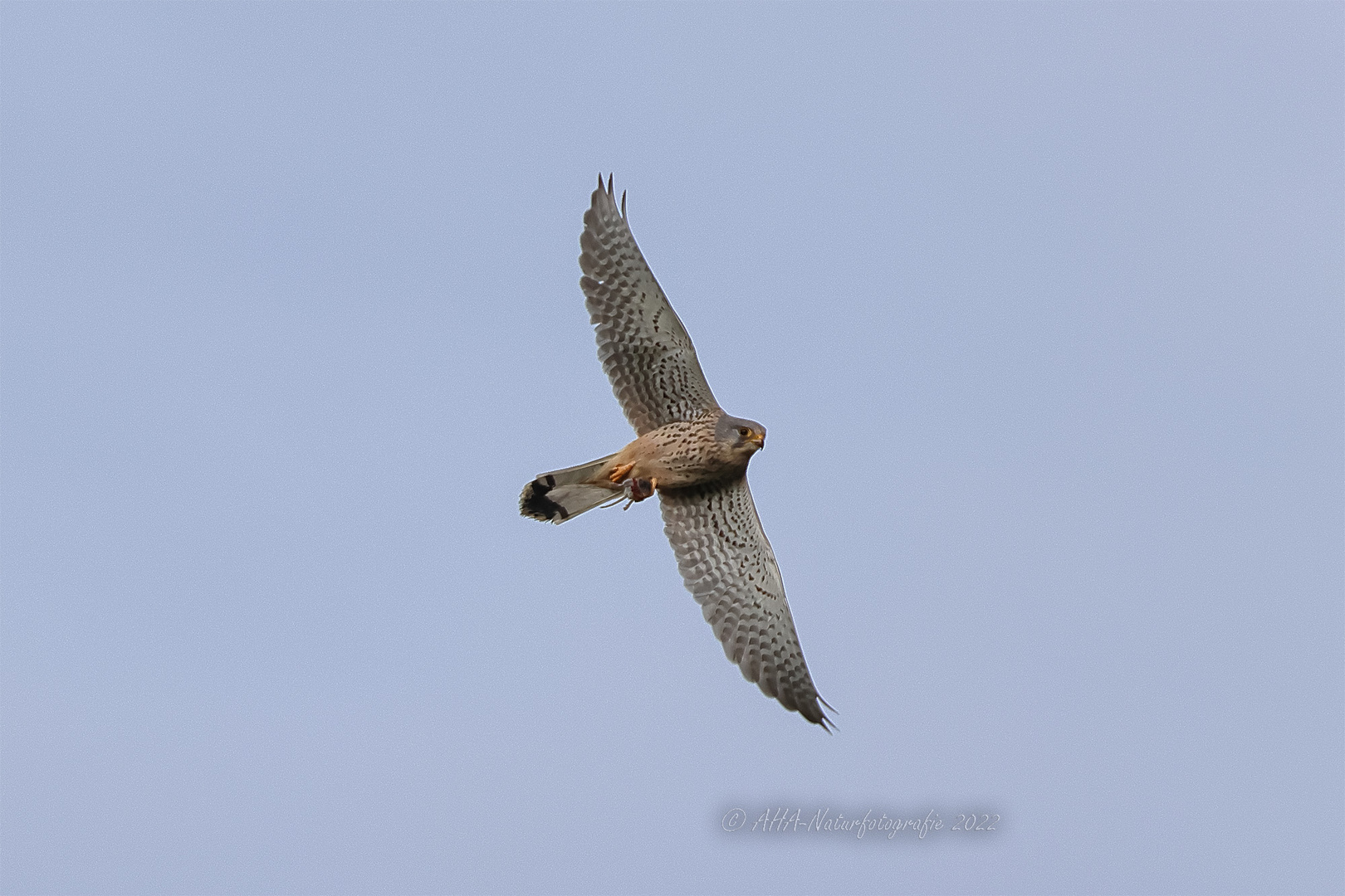 Turmfalke mit Beute