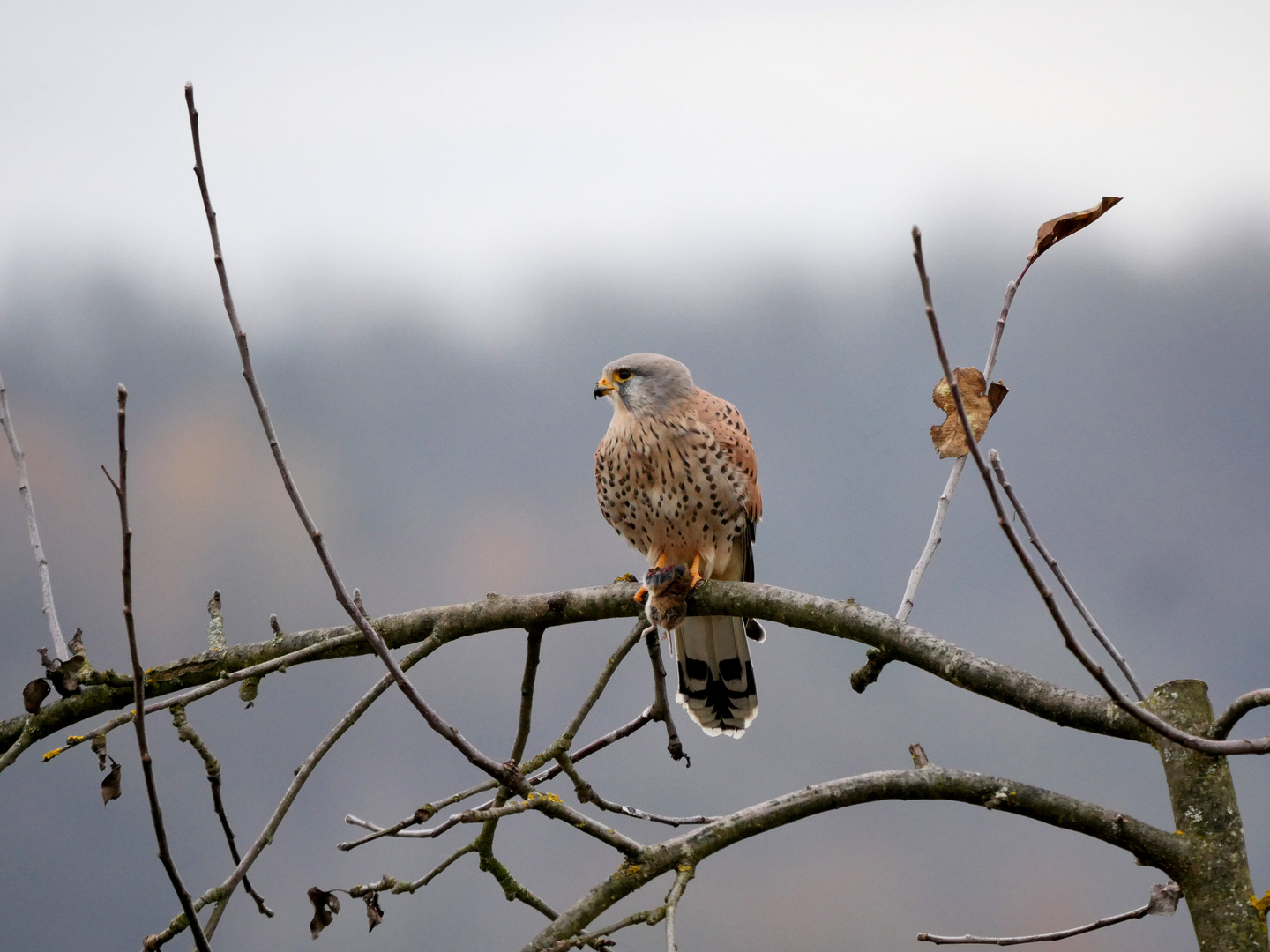 Turmfalke mit Beute