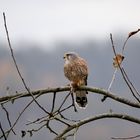 Turmfalke mit Beute