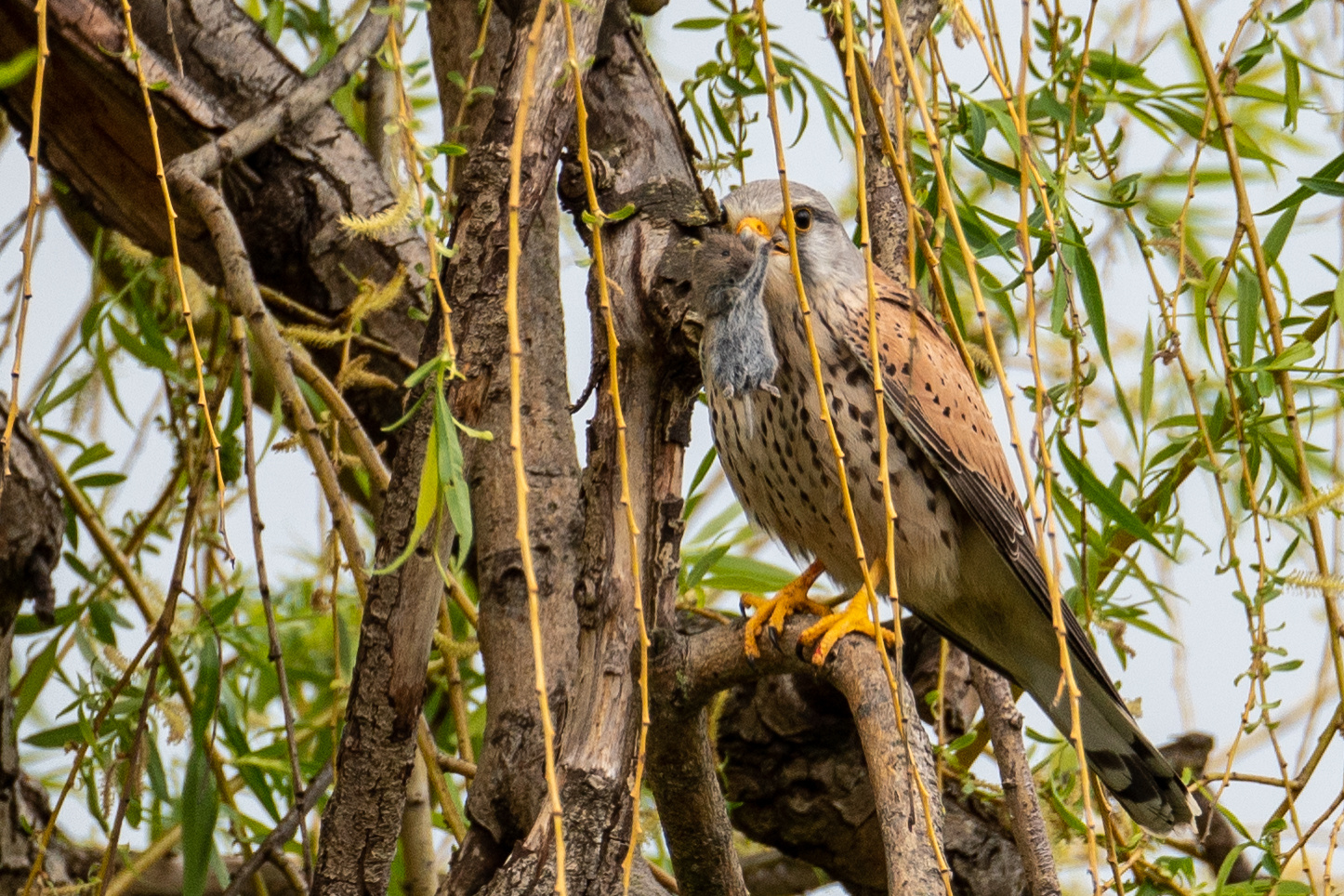 Turmfalke mit Beute