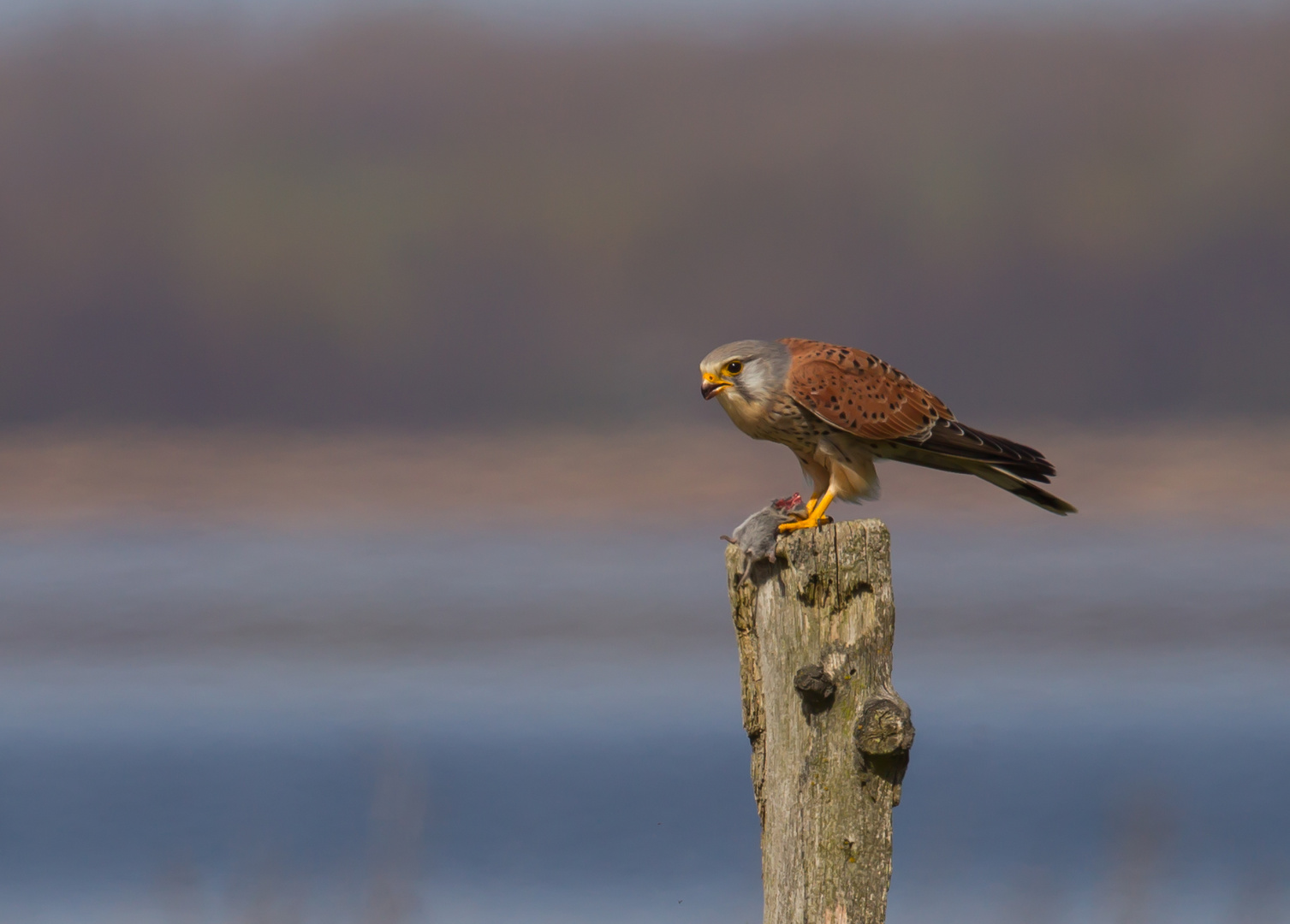 Turmfalke mit Beute