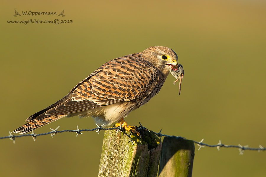 Turmfalke mit Beute