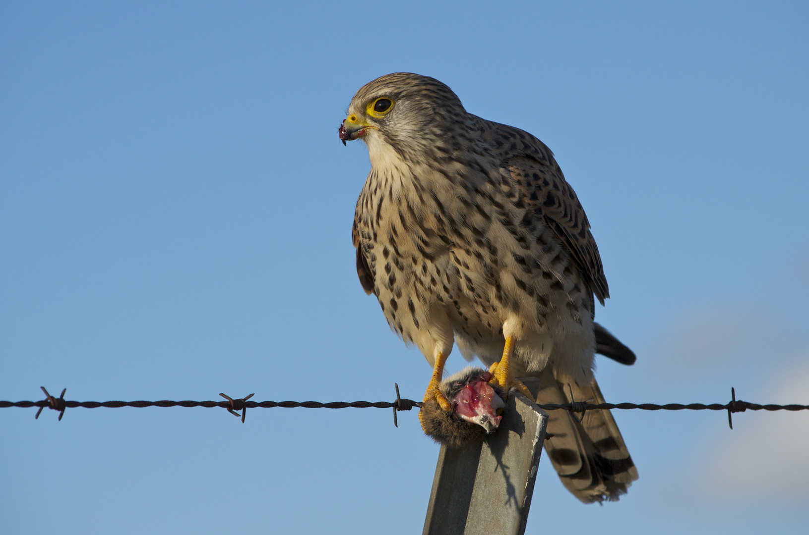 Turmfalke mit Beute