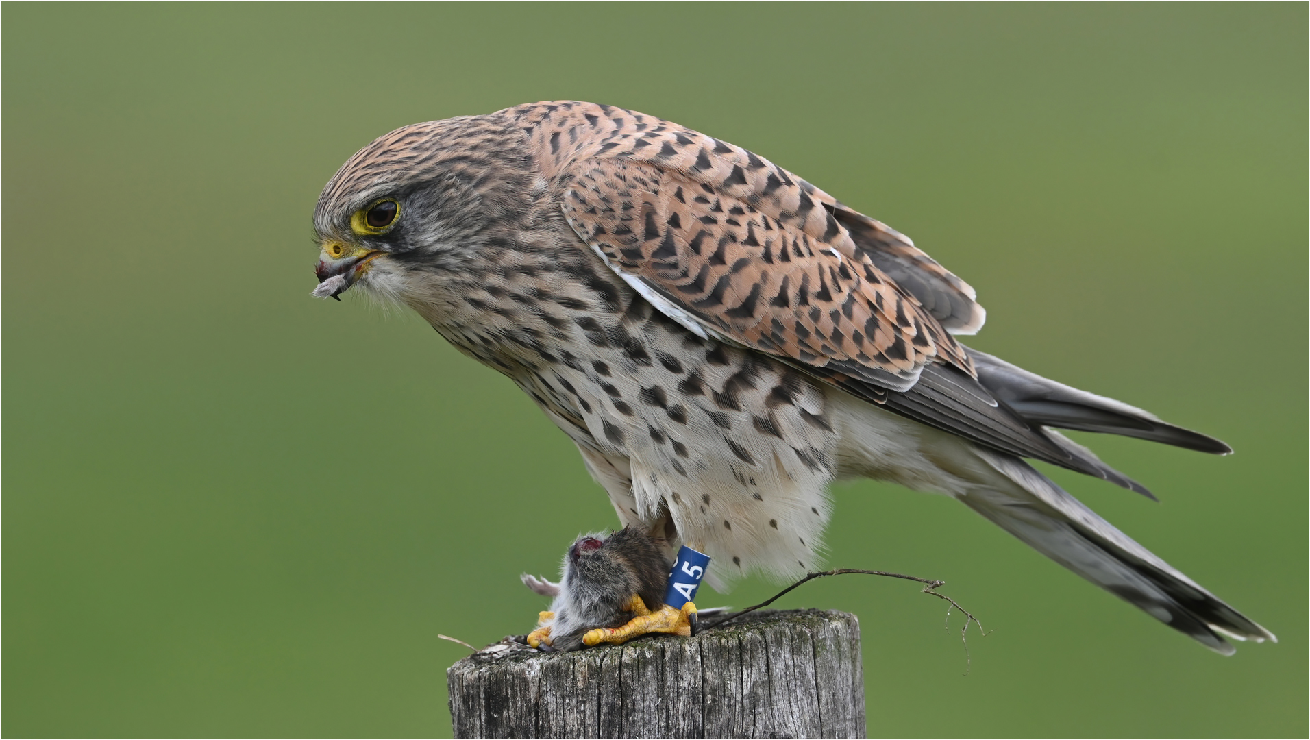 Turmfalke mit Beute