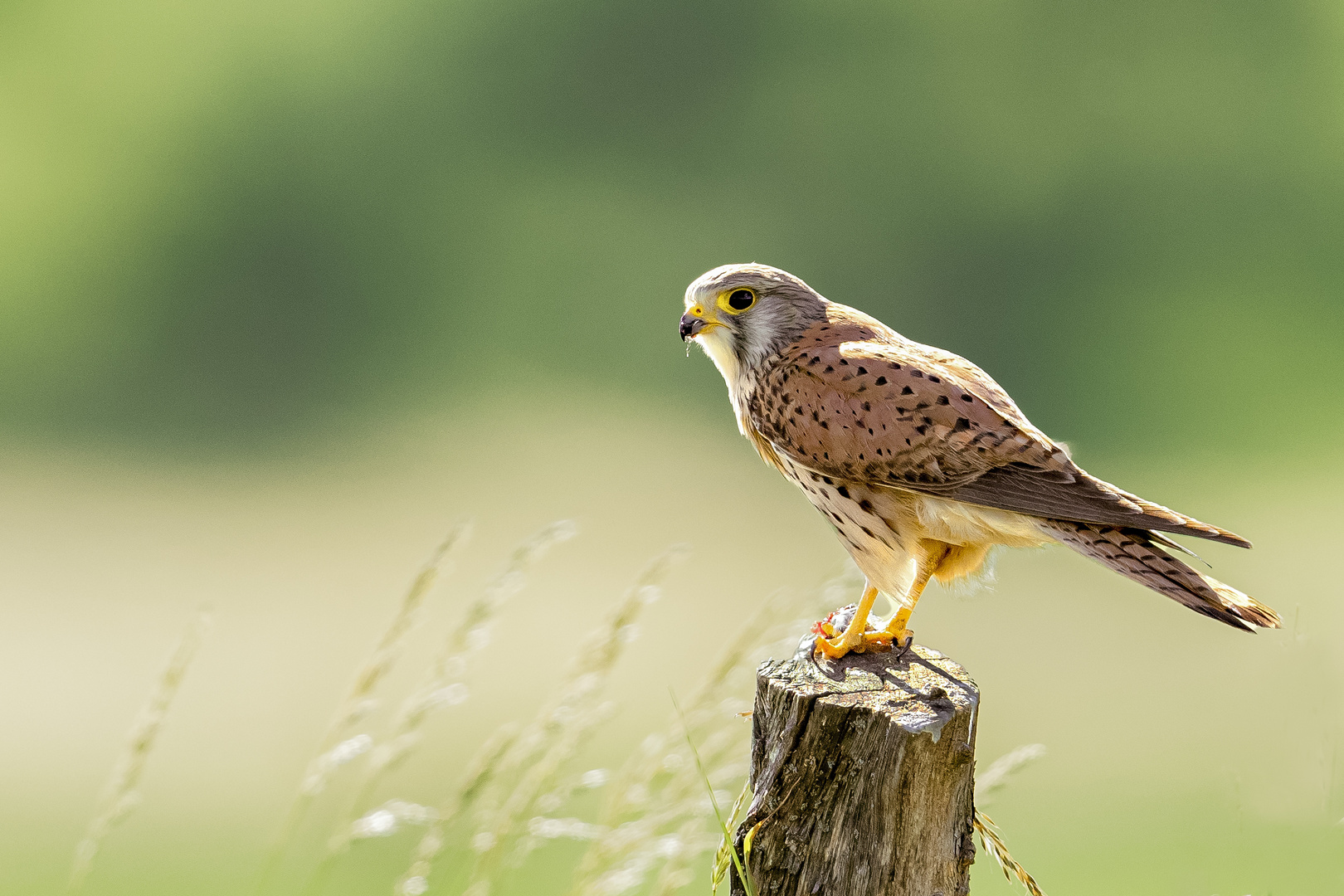 Turmfalke mit Beute