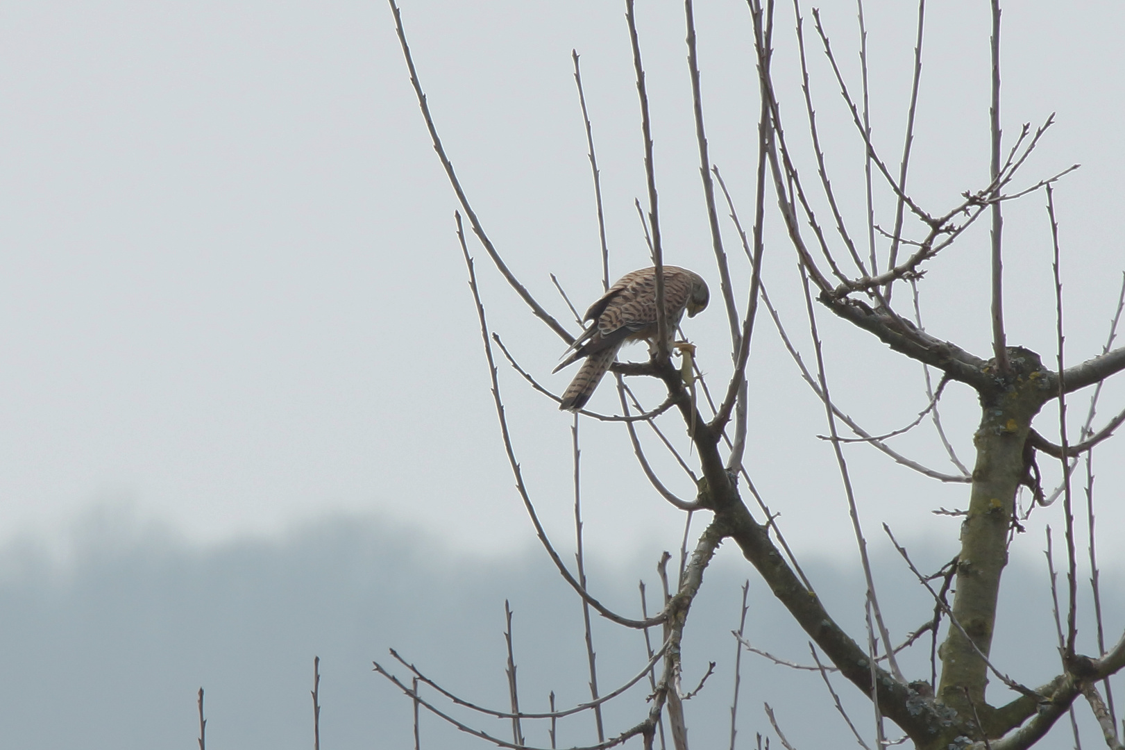 Turmfalke mit Beute