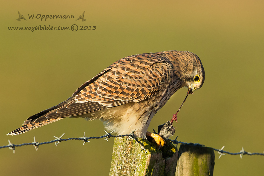 Turmfalke mit Beute II