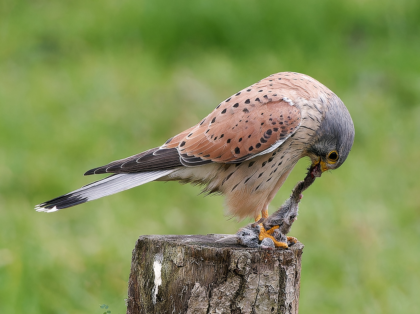 Turmfalke mit Beute III