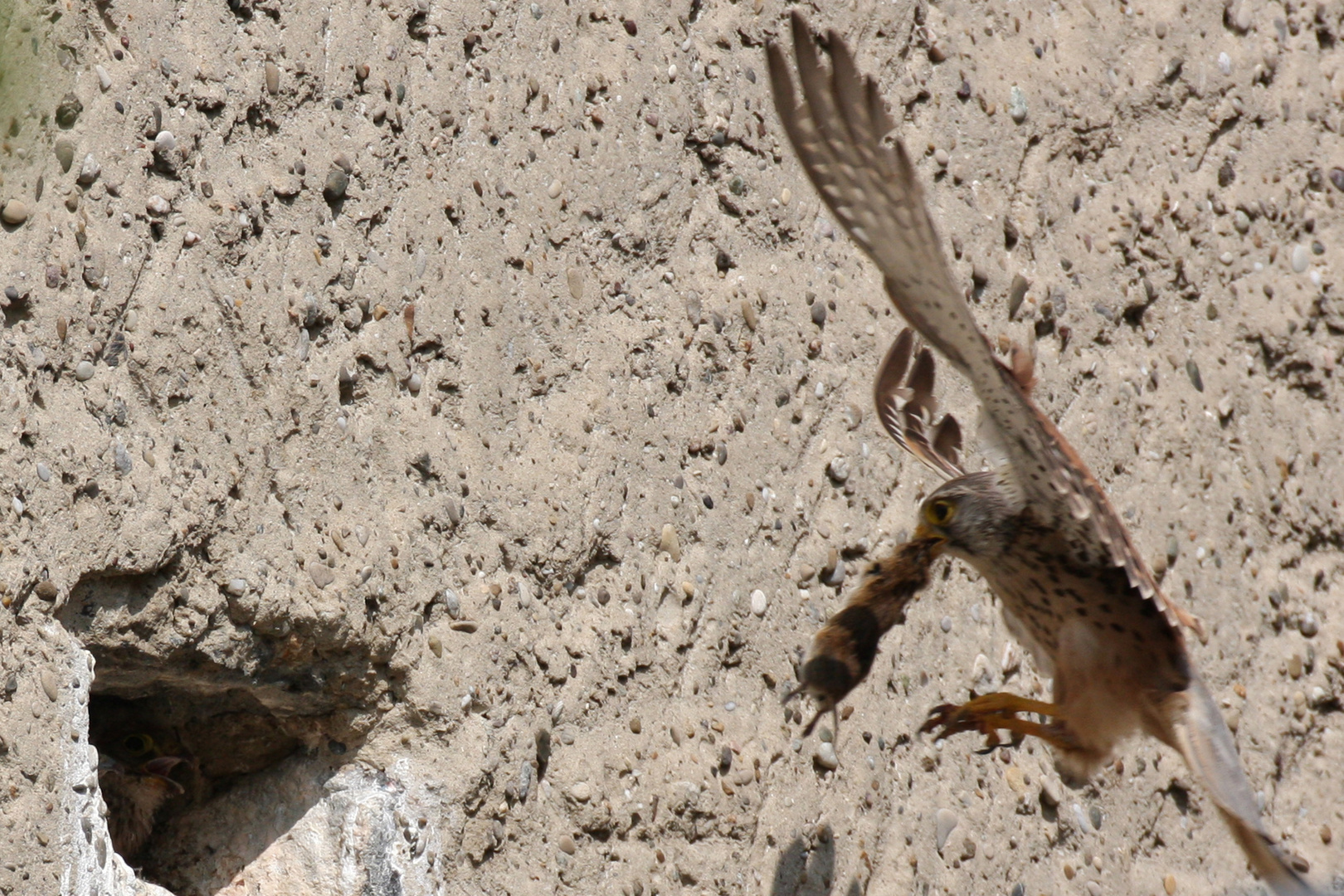 Turmfalke mit Beute im Anflug