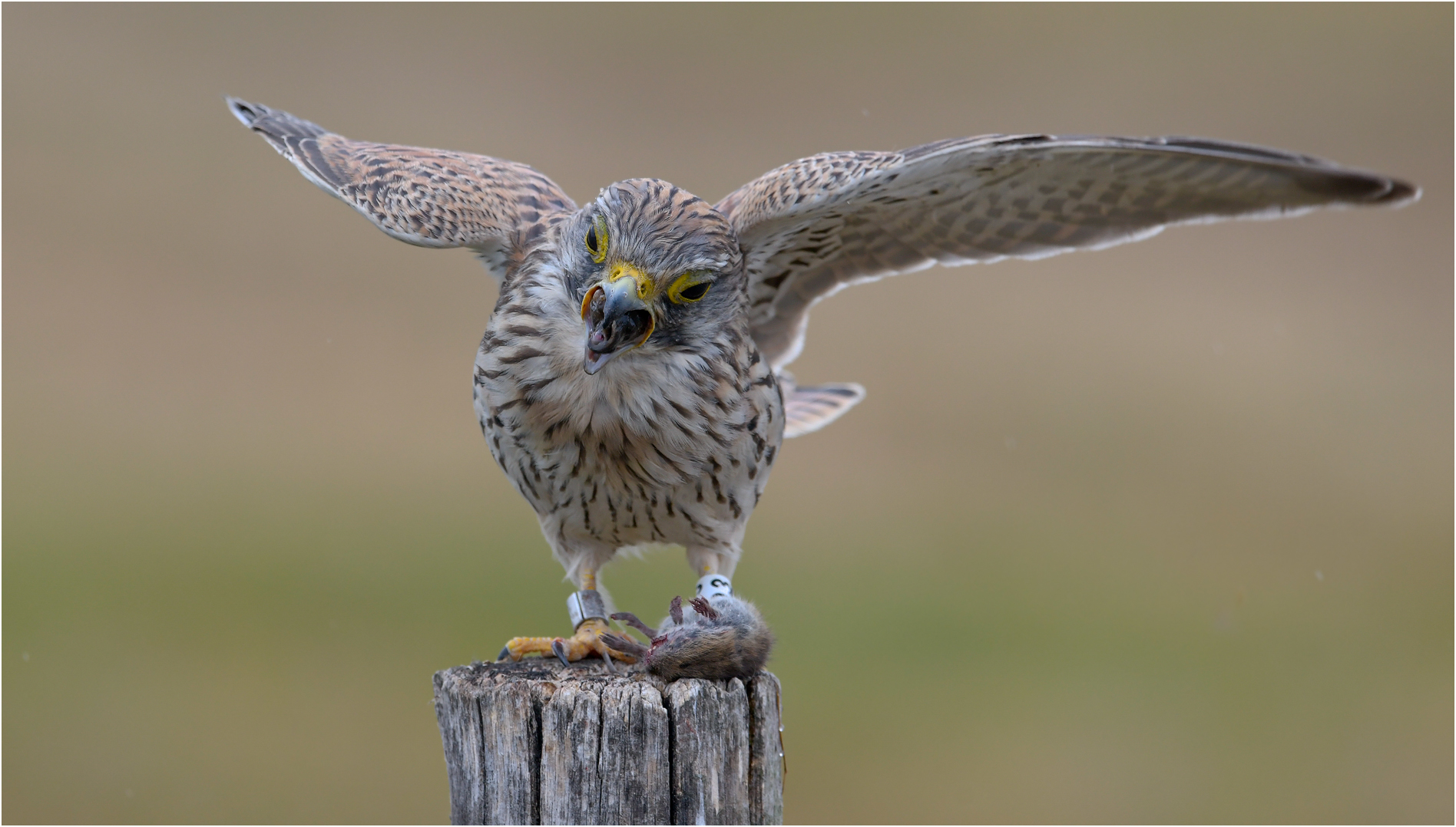 Turmfalke mit Beute und Speiballen