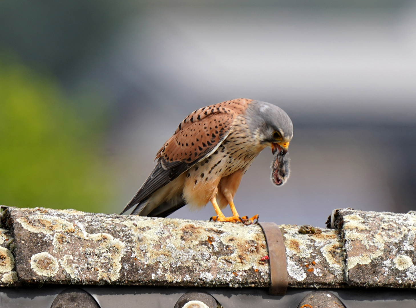 Turmfalke mit Beutemaus