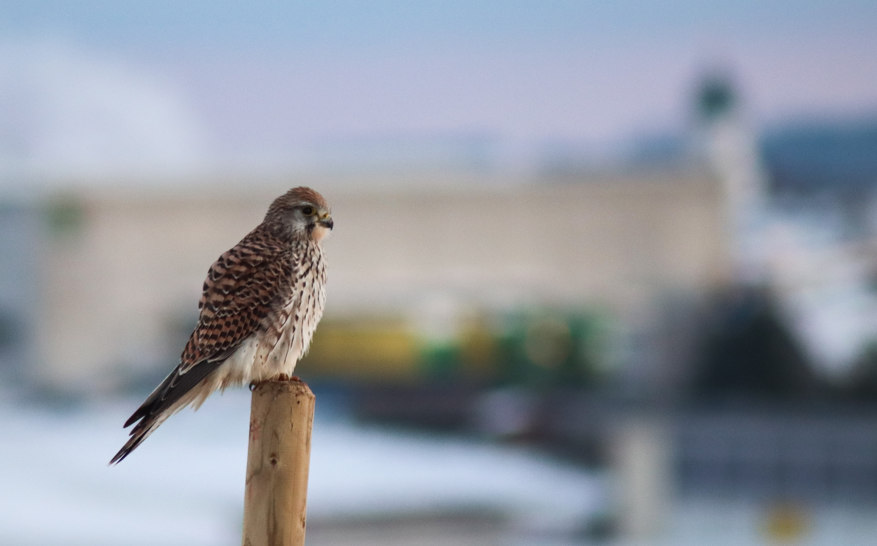 Turmfalke mit Blick auf den Kirchturm