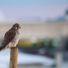 Turmfalke mit Blick auf den Kirchturm