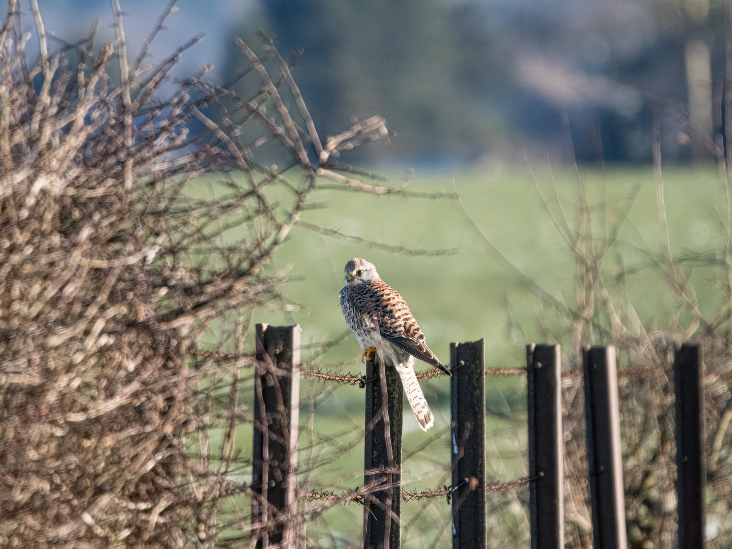 Turmfalke mit Durchblick