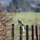 Turmfalke mit Durchblick