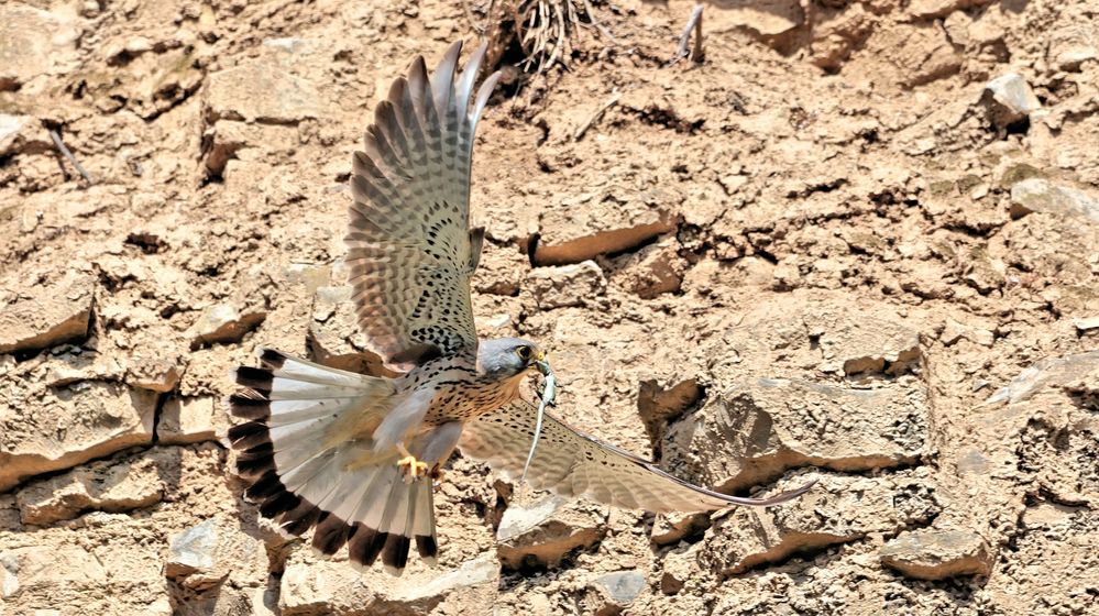 TURMFALKE MIT EIDECHSE