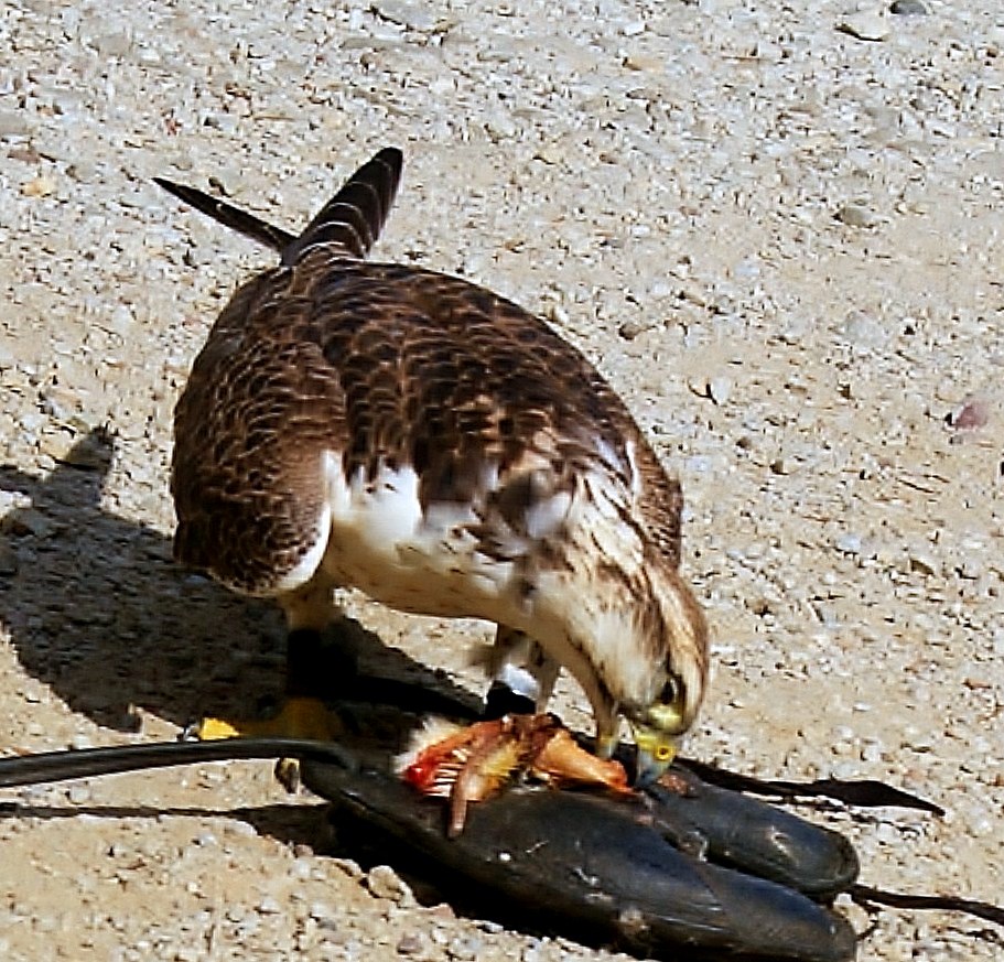 Turmfalke mit Federspiel