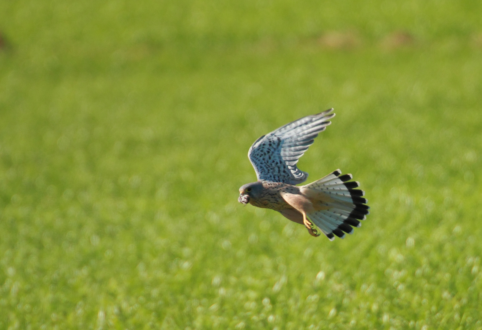 Turmfalke mit Feldmaus #2