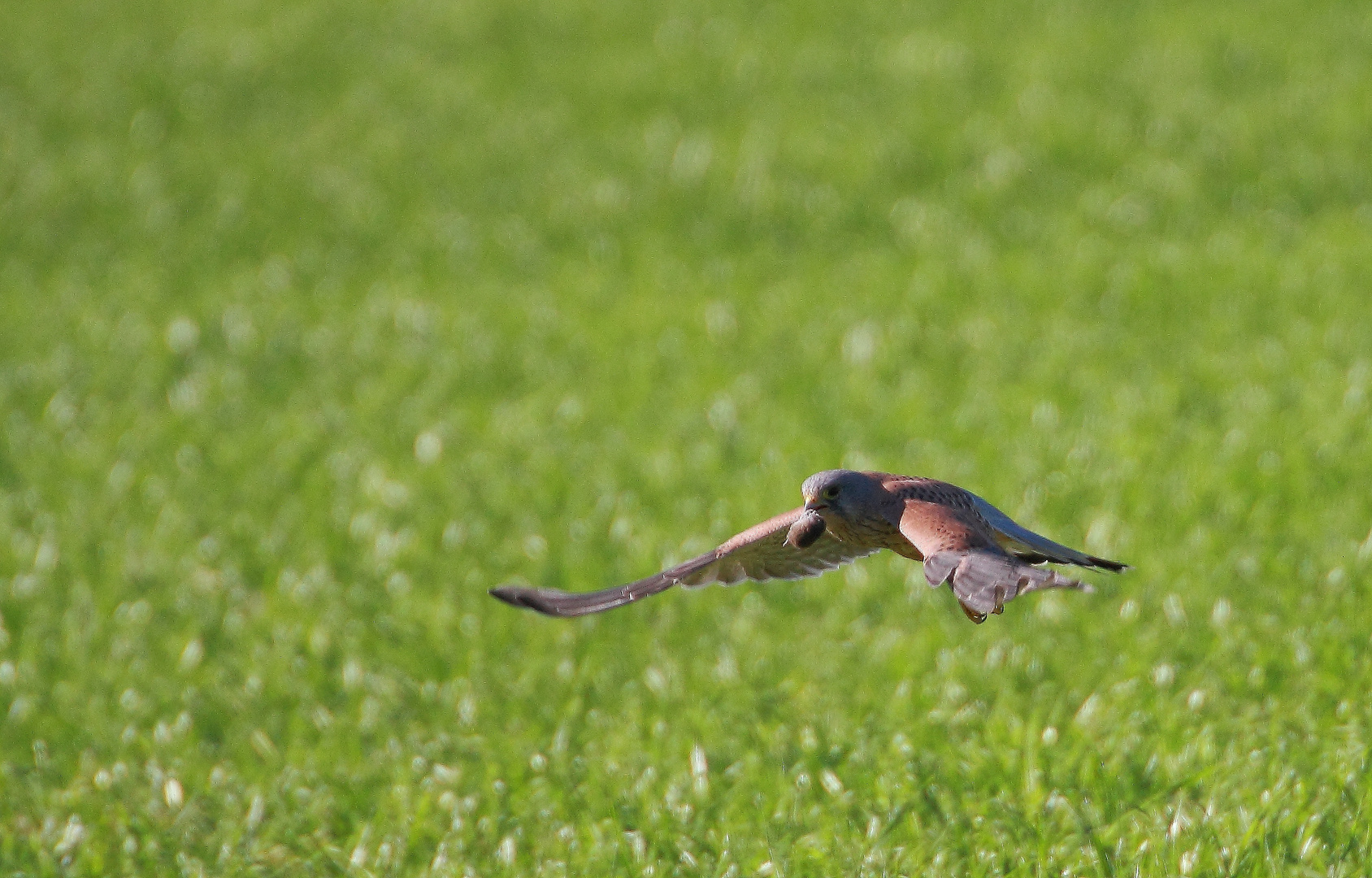 Turmfalke mit Feldmaus #3