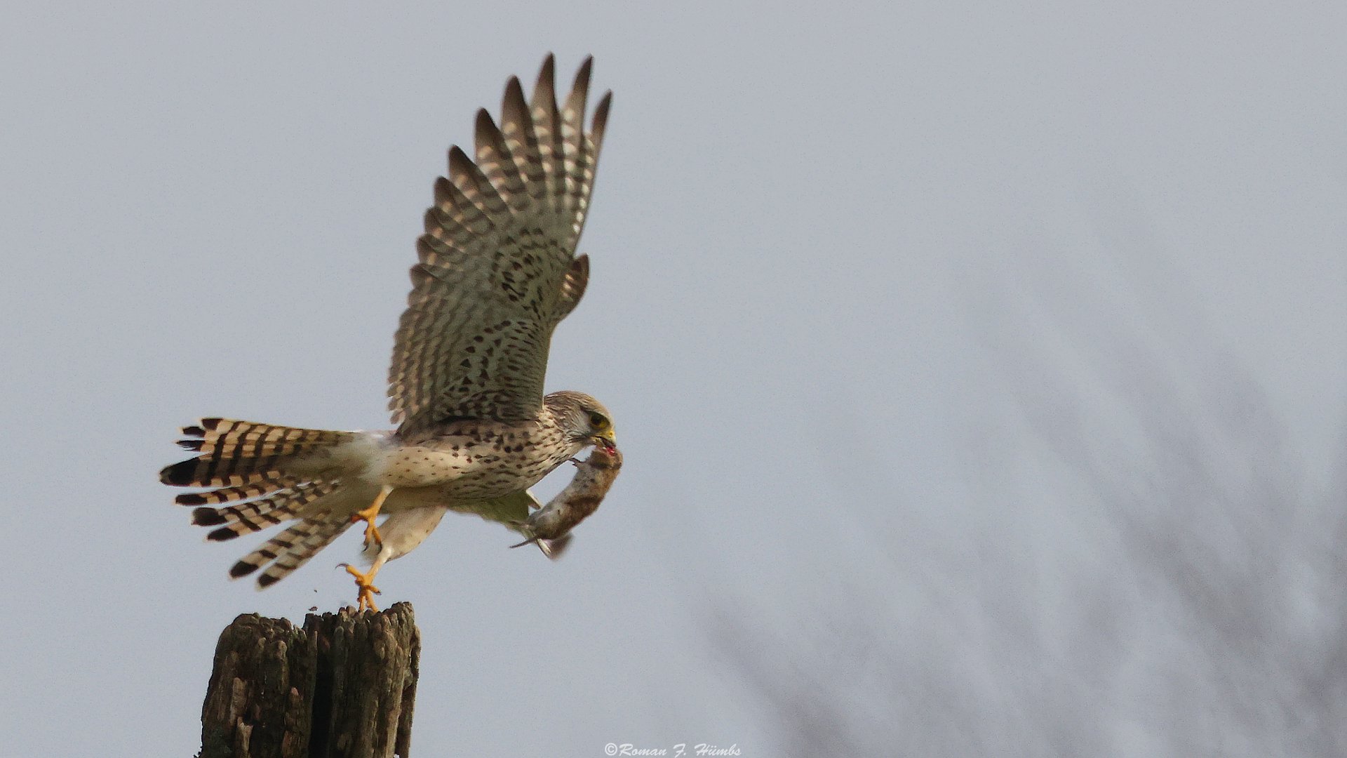 Turmfalke mit fettem Fang 