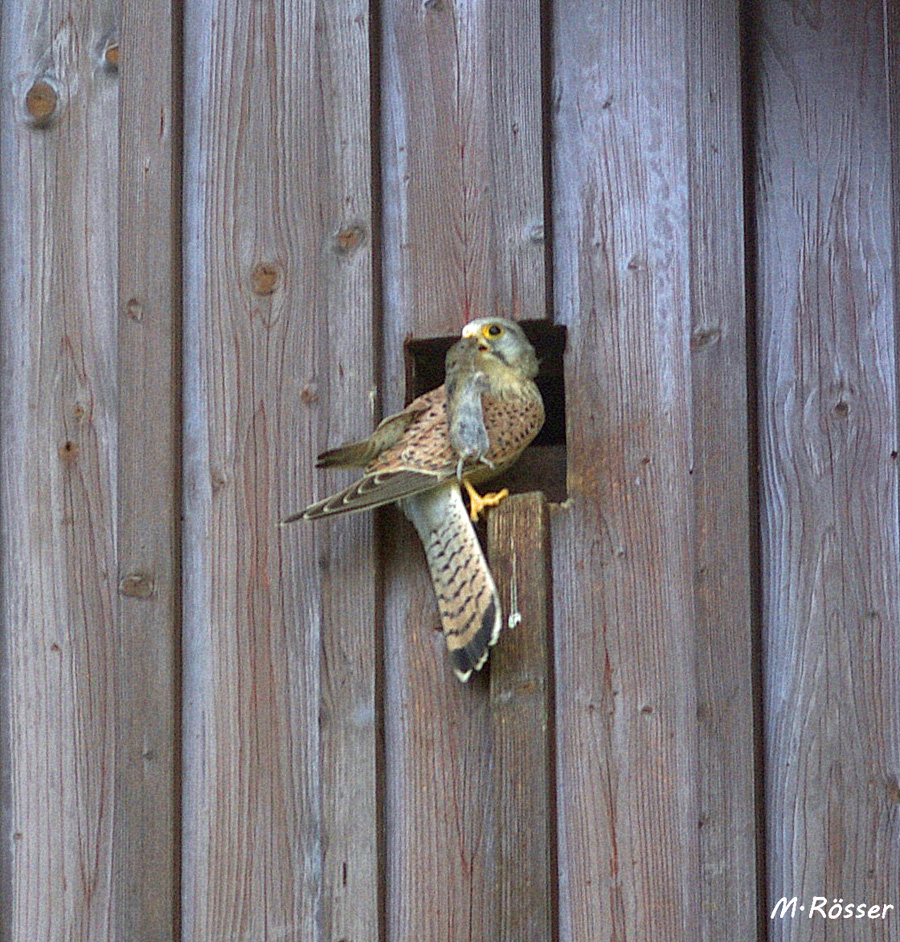 Turmfalke mit fetter Beute.....