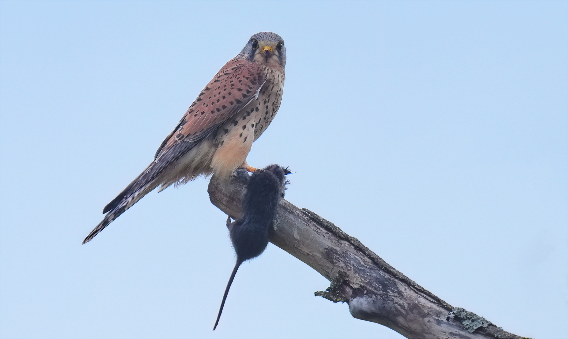 Turmfalke mit fetter Beute