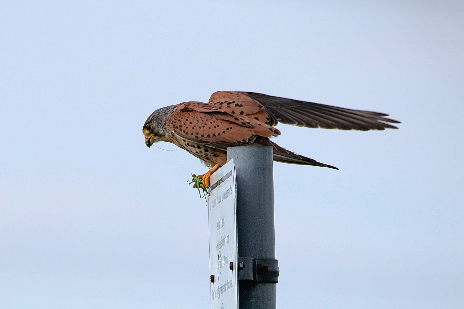 Turmfalke mit Großem Grashüpfer