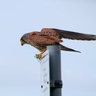 Turmfalke mit Großem Grashüpfer