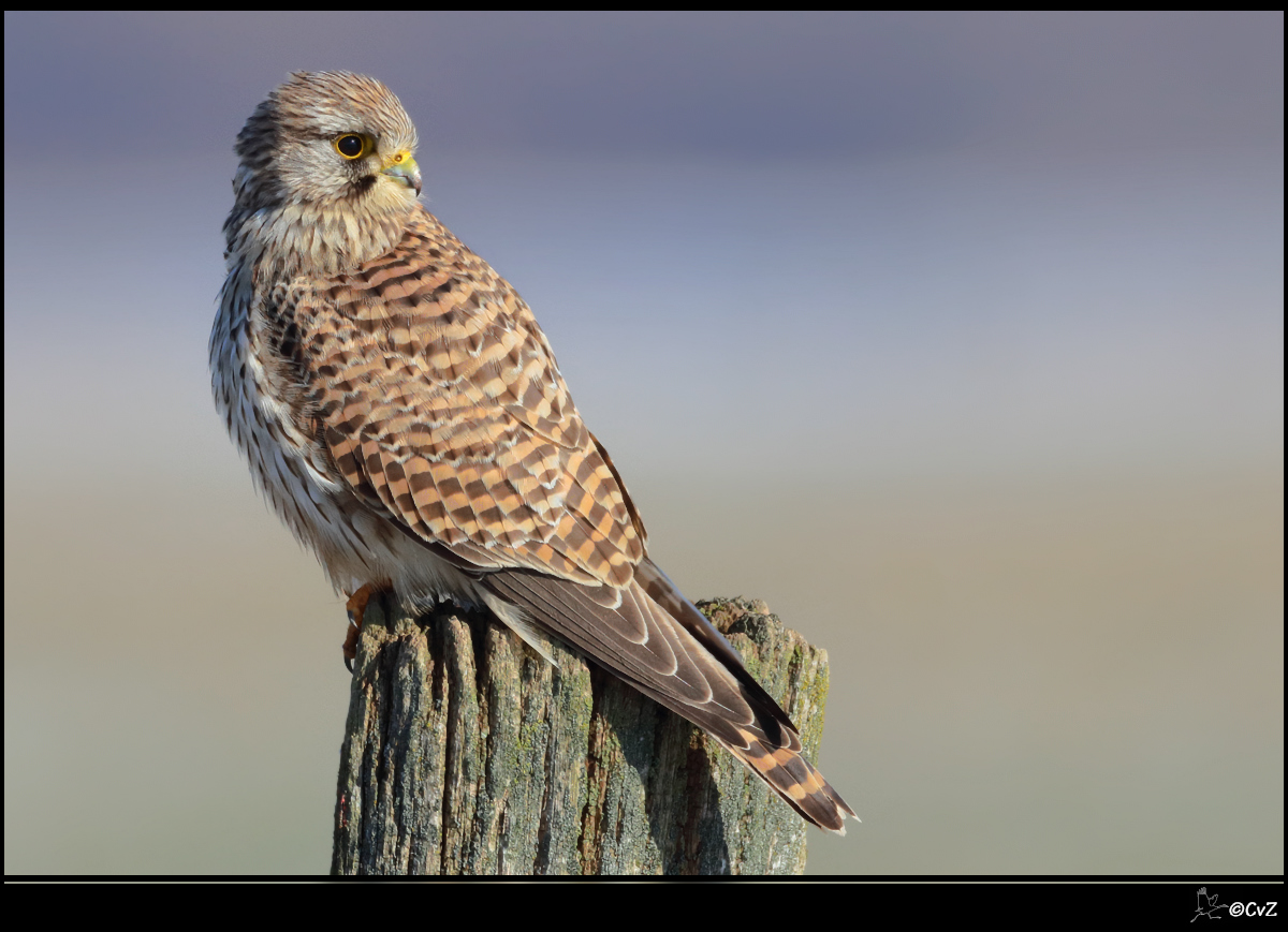 Turmfalke mit Haltung