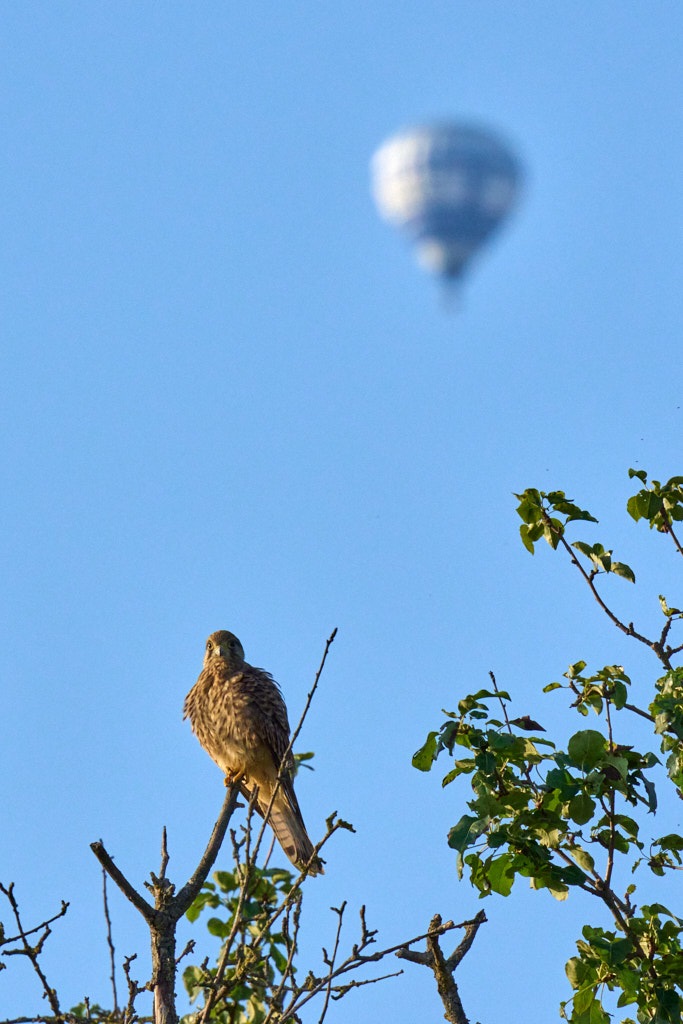 Turmfalke mit Heißluftballon