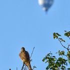 Turmfalke mit Heißluftballon